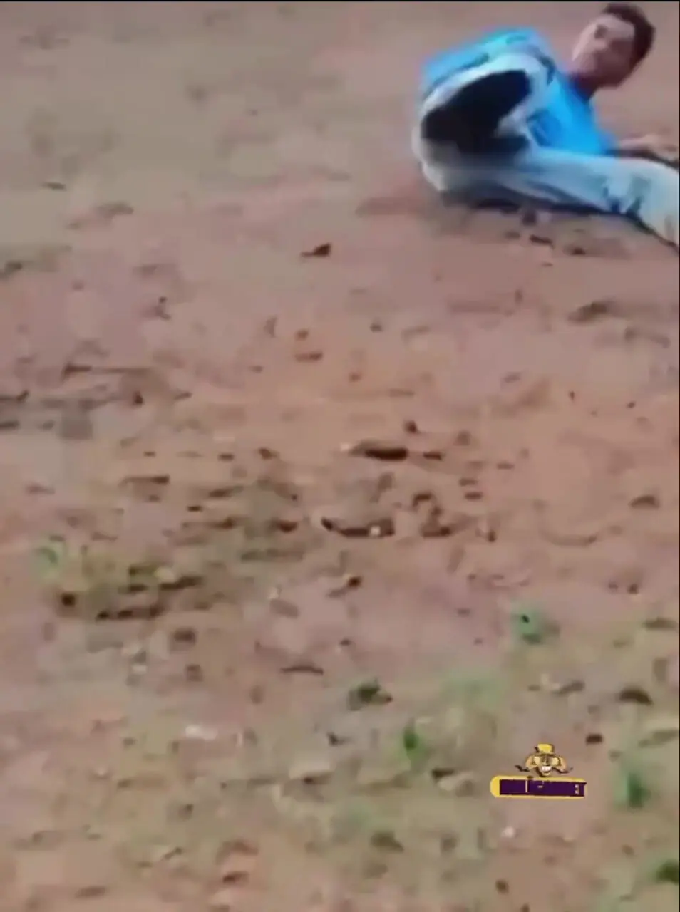 فیلم لگد سهمگین گاو به مرد