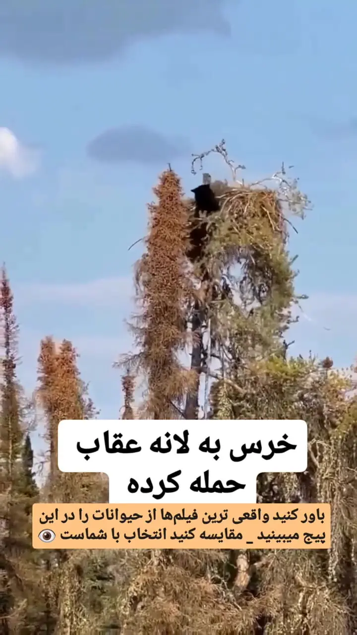 فیلم حمله خرس به لانه عقاب 