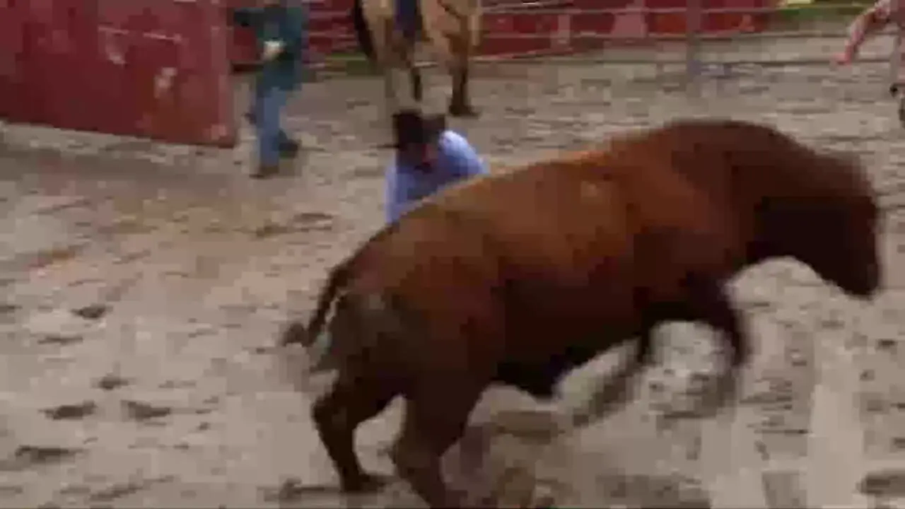 فیلم صحنه هولناک حمله گاو به مرد کوتاه قد