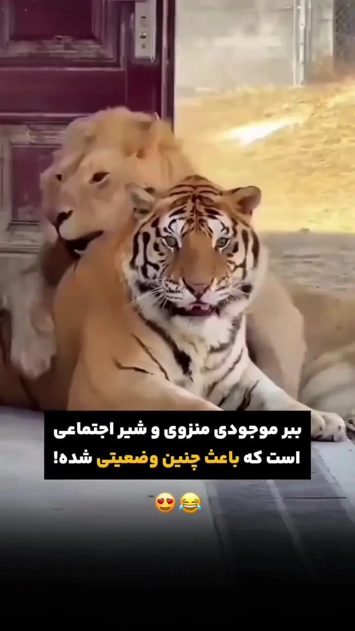 فیلم تفاوت زندگی اجتماعی شیر و ببر