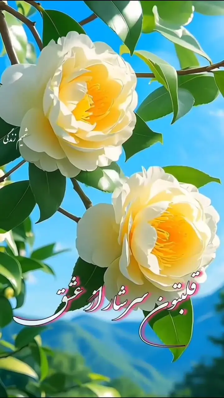 جملات سلام صبح بخیر امروز