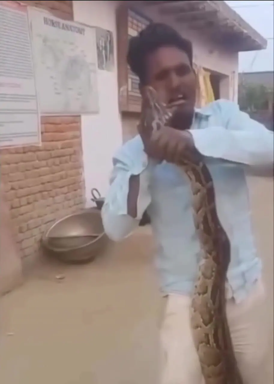فیلم حمله ناگهانی مار به صورت پسر