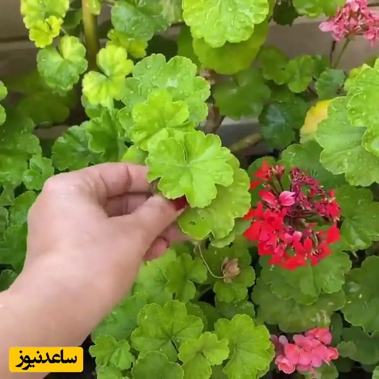 فیلم نگاهی به چیدمان منزل شاهانه و سنتی لیندا کیانیو همسرش با حال و هوای ایرانی/ از مبلمان مدرن و پرده‌های اعیانی تا عضو ثابت خونه‌های ایرانی، گل شمعدونی