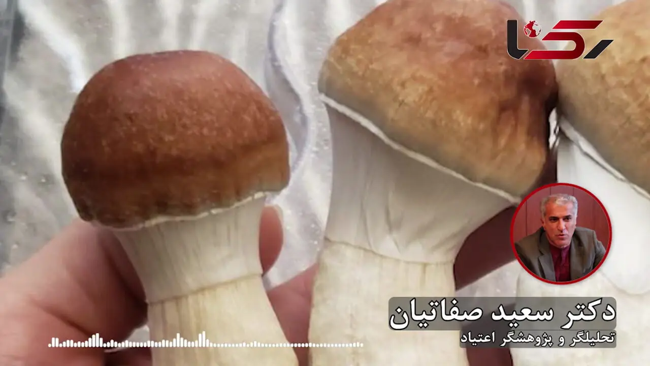 «ماشروم» بازی با زندگی/ آغاز بحرانی روانی که هیچ «سفری» قادر به درمان آن نیست + صوت