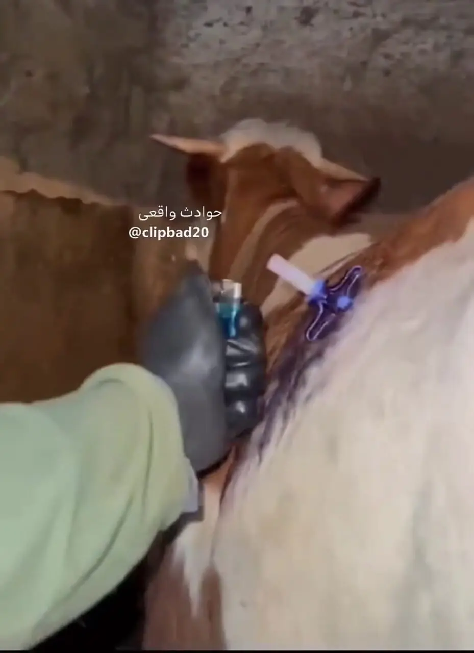 فیلم شعله ور شدن شکم گاو از گاز متان