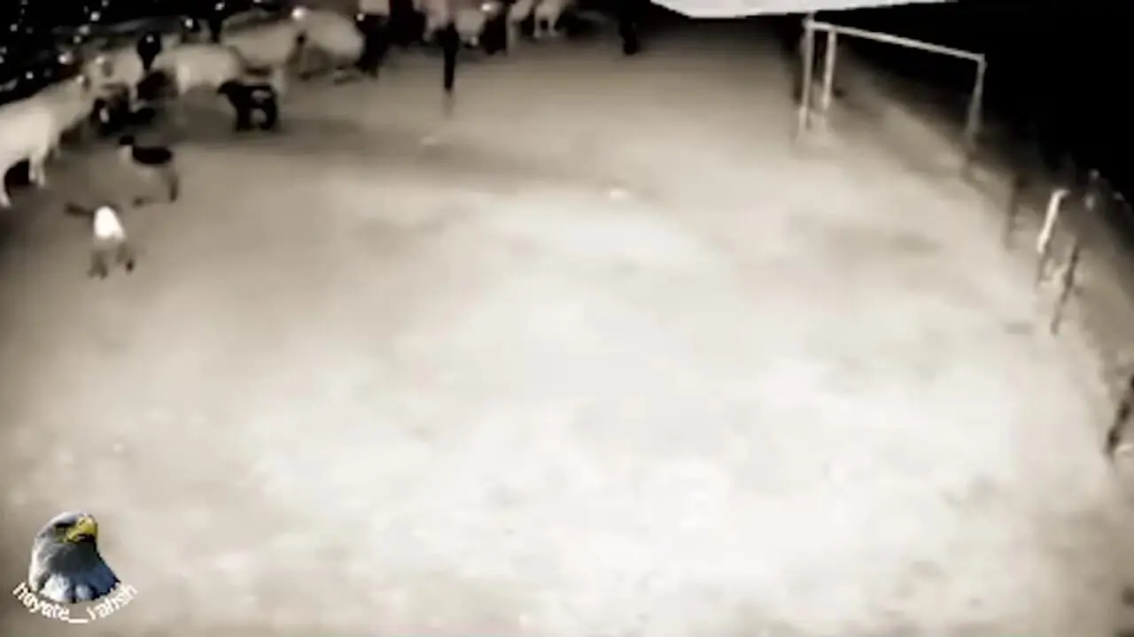 فیلم لحظه وحشتناک ورود خرس به آغل گوسفندان