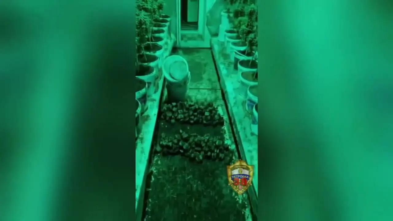 فیلم لحظه کشف و ضبط مزرعه موادمخدر در حومه مسکو