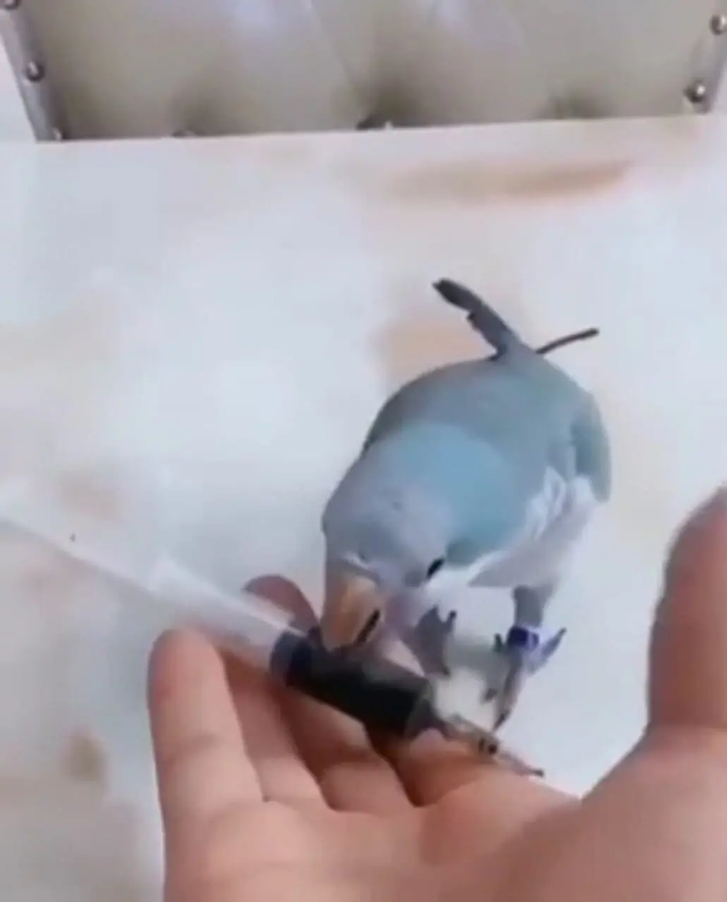 فیلم طوطی باهوش در حال انجام بازی