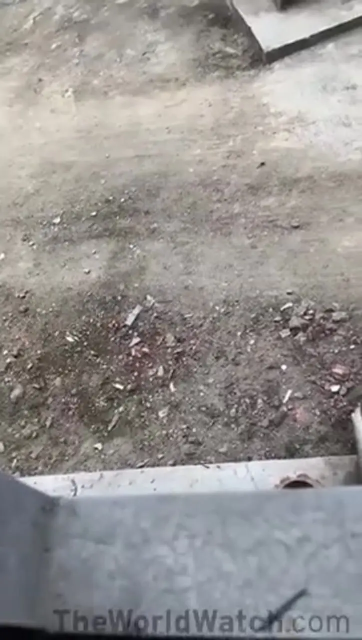 فیلم لحظه‌ی وحشتناک حمله گراز وحشی به زن در چین