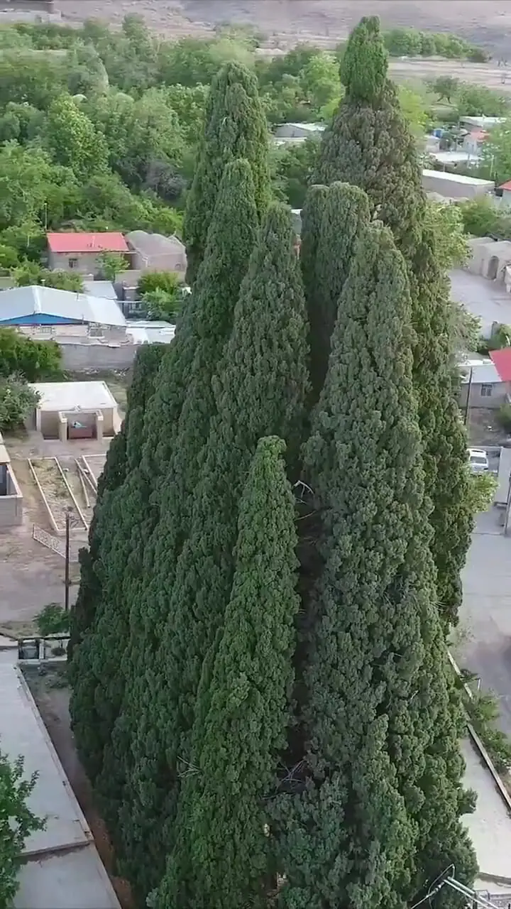 فیلم سرو راور در کرمان / بلندترین سرو هزار ساله ایران