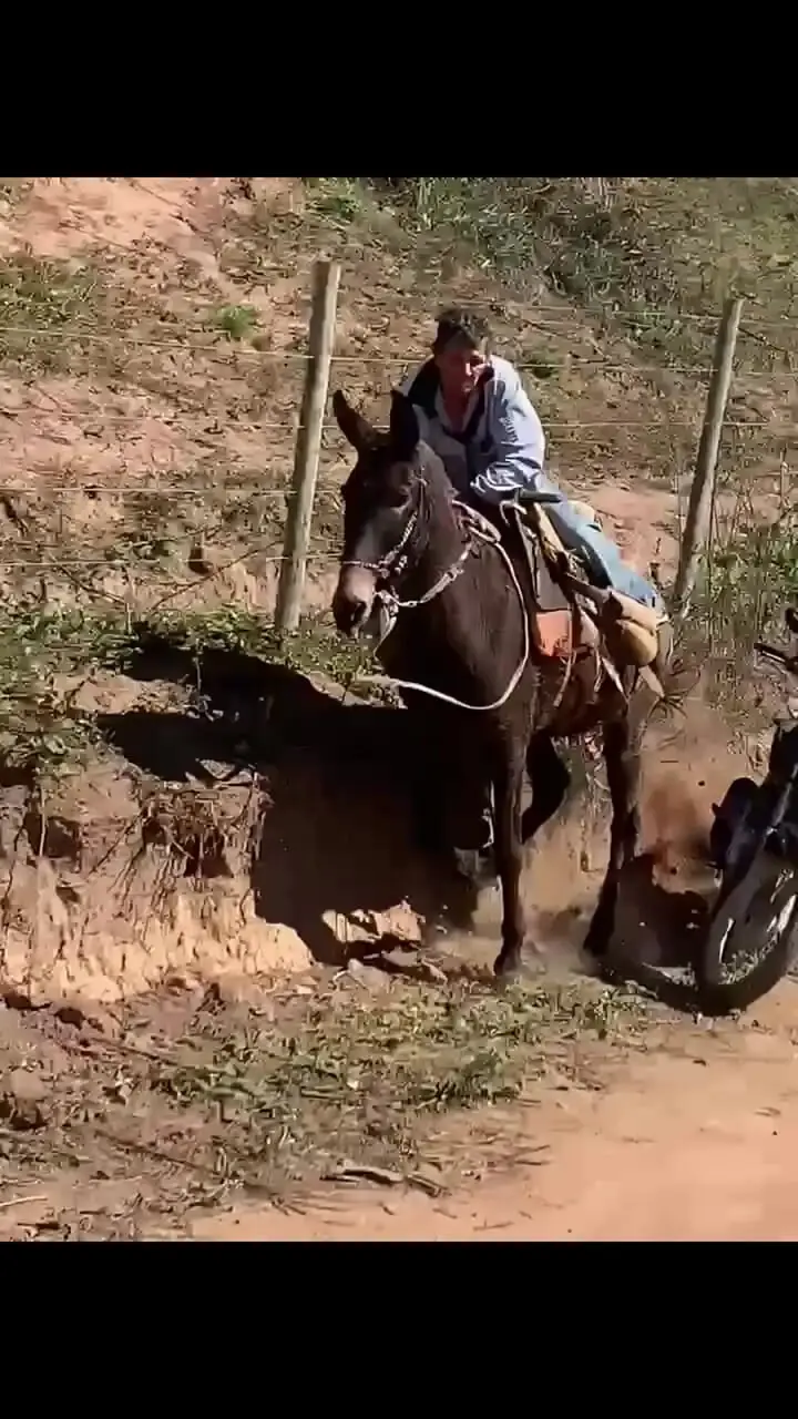 فیلم اسب خشمگین سوارش را زمین زد