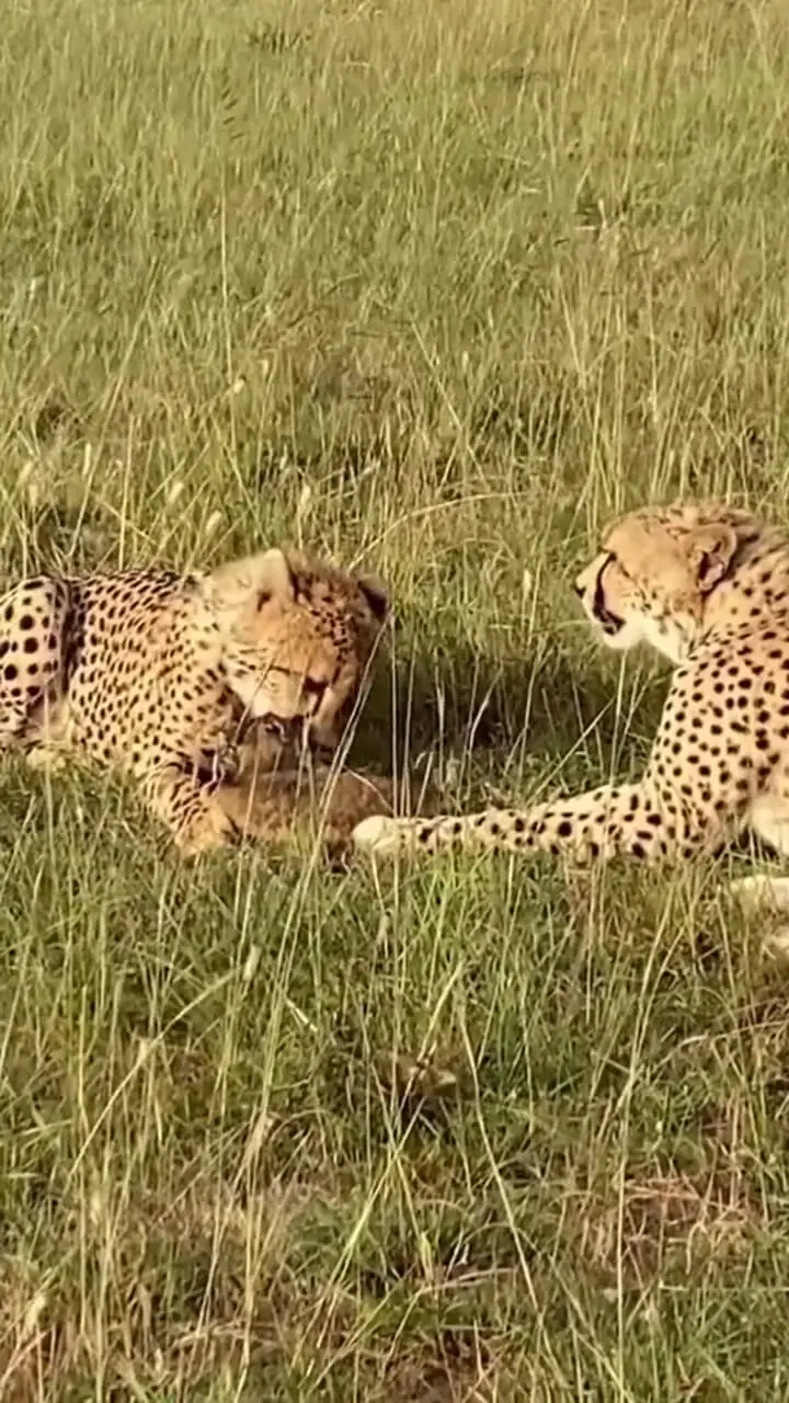 فیلم بازی بی‌رحمانه یوزپلنگ ها با شکار زنده