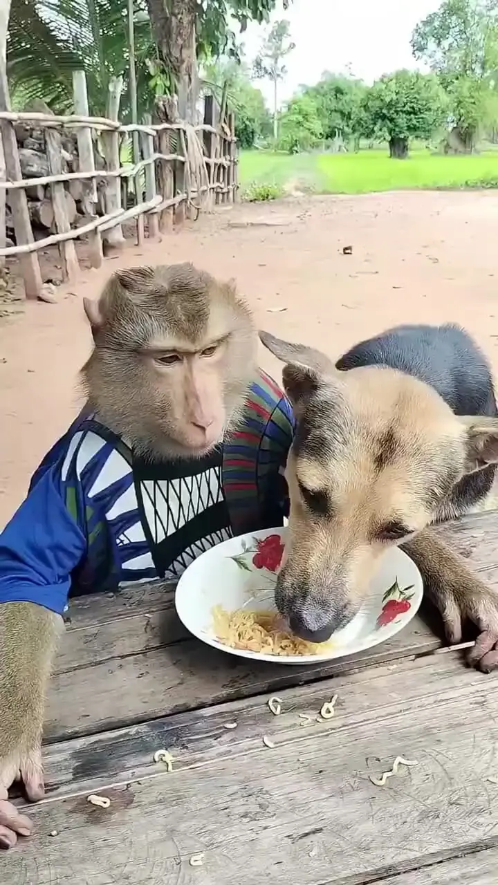 فیلم رفتار مهربان میمون با سگ گرسنه