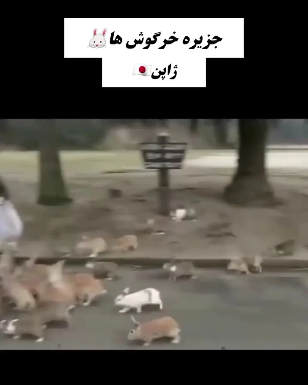 هجوم بی‌پایان/ وقتی حیوانات جزیره را اشغال می‌کنند! + فیلم