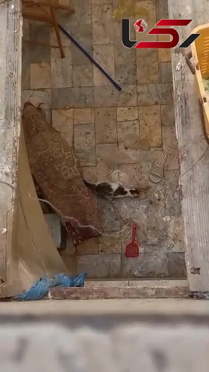 یک گربه در تهران  دو ماه است در یک فضای بسته گرفتار شده / همسایه: آتش نشانی به من می گوید که کار ما نجات گربه نیست! + عکس و فیلم
