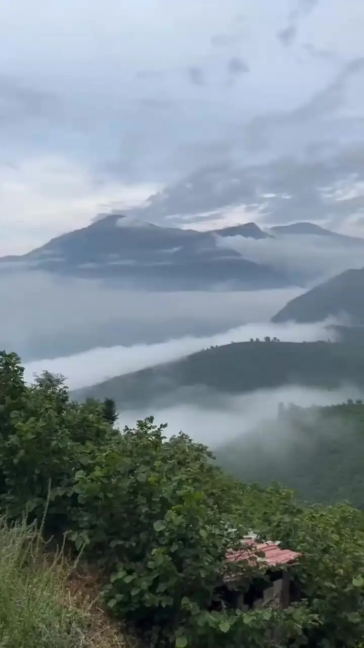 جادوی مه و سرسبزی بی‌نظیر  در دل گیلان
