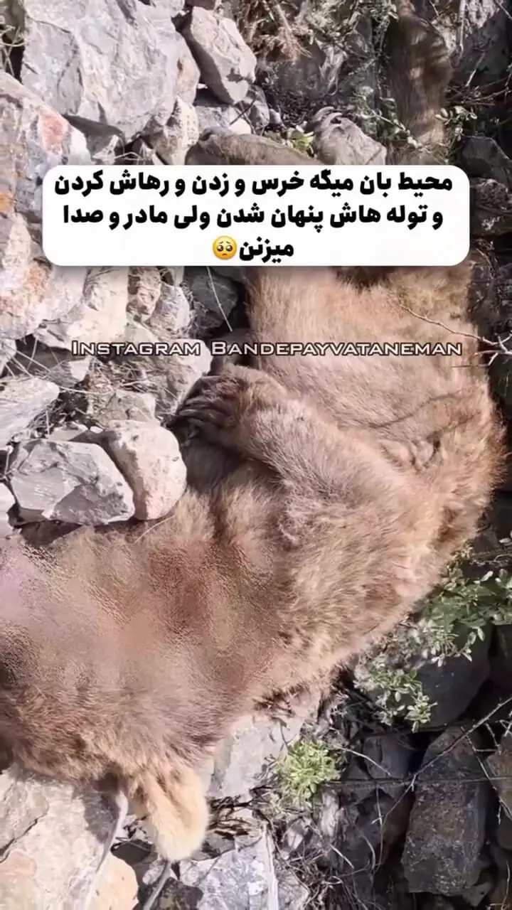 فیلم صحنه‌ دلخراش جان دادن  خرس مادر در برابر چشمان توله‌هایش در ایران / محیط بان جگرسوخته منتشر کرد