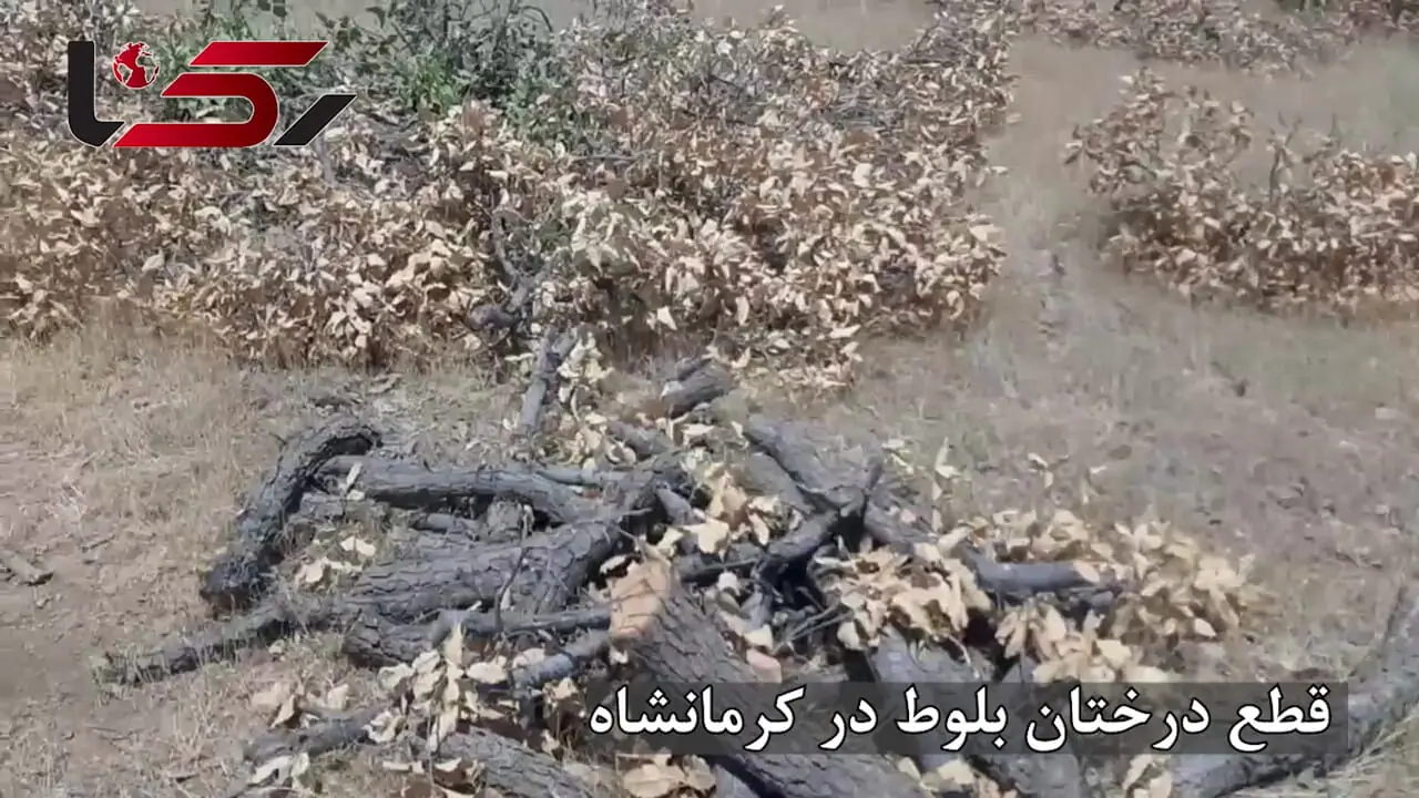 قیمت مرگ بلوط: دو درخت ۵۰ ساله، فقط ۳۰۰ هزار تومان / مرگ تدریجی جنگل‌های بلوط کرمانشاه + فیلم