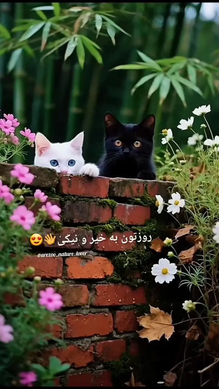 فال ابجد 25 تیر