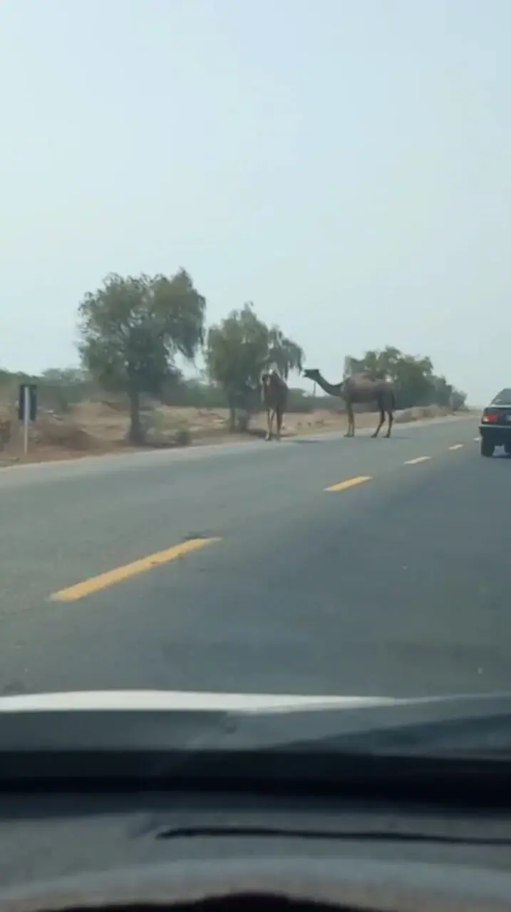  زیرساخت حداقلی در مسیر استراتژیک جاسک به بندرعباس! / جاده ناایمن با شترهای سرگردان و قاچاق سوخت  + فیلم