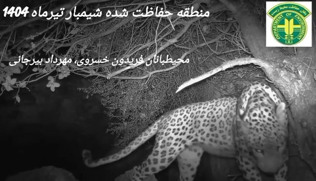 فیلم کم نظیر از مشاهده پلنگ ایرانی در خوزستان