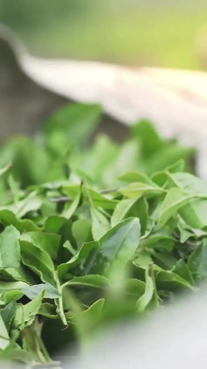 برداشت چای از گیلان زیبا+ فیلم 