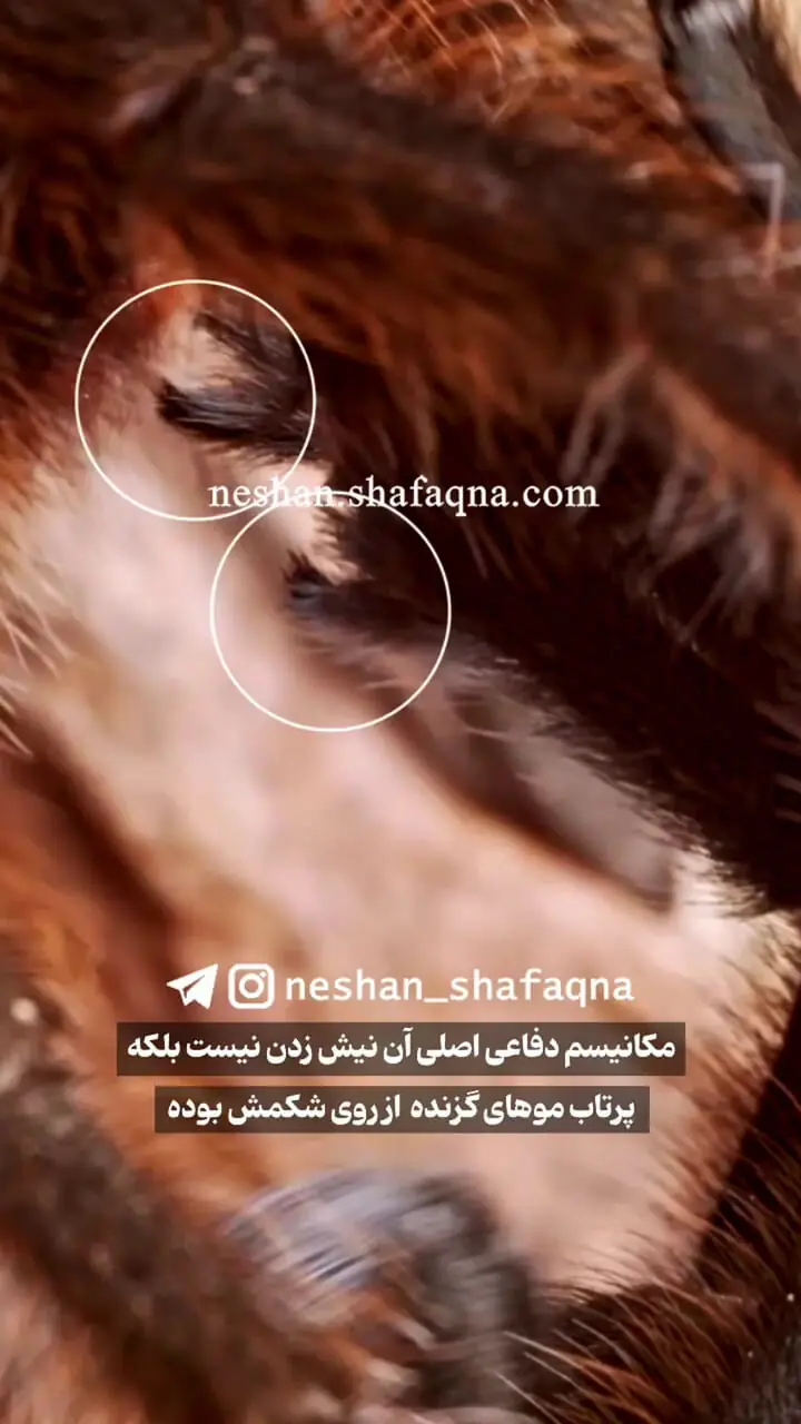 عنکبوت پرنده خار؛ غول بی‌ آزار جنگل‌ های بارانی