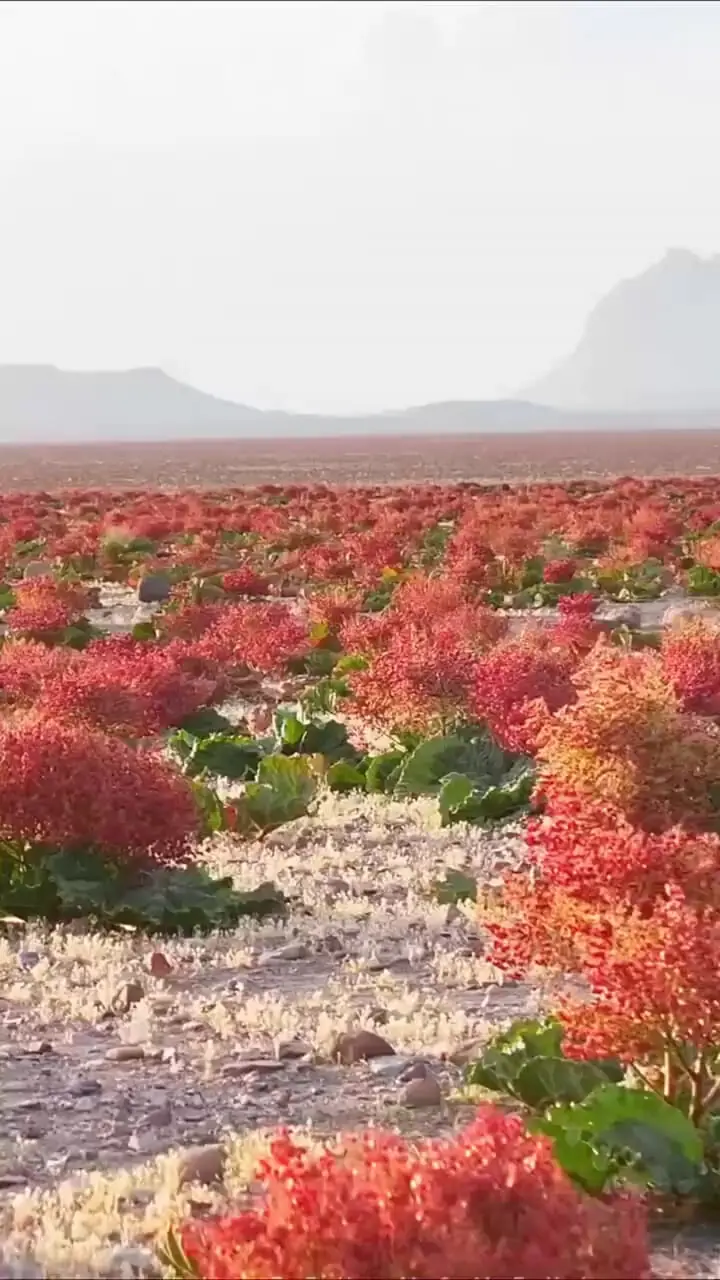 دشت ریواس شهر بابک، فرشی از سرخی و زندگی در دل کرمان+ فیلم