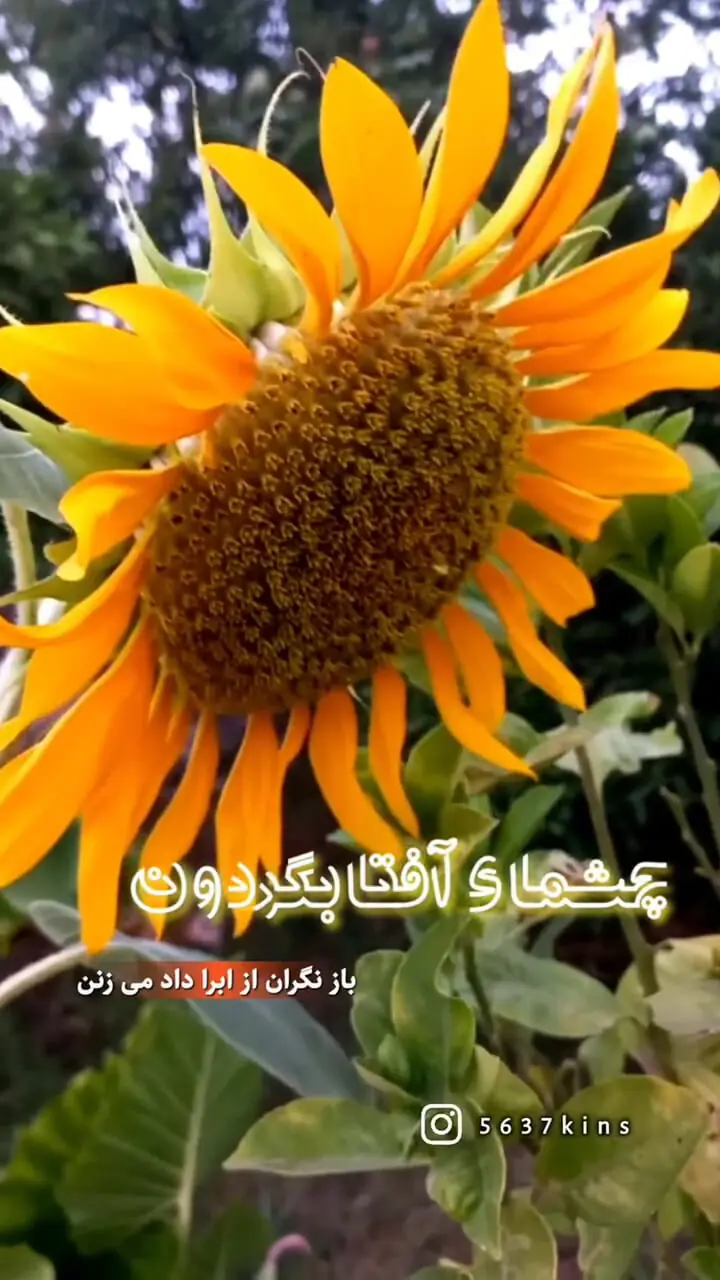 یادی از گروه آریان با آهنگ نوستالژی گل آفتابگردون