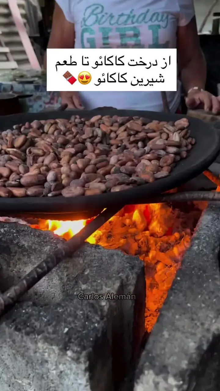 مراحل تهیه کاکائو از درخت کاکائو