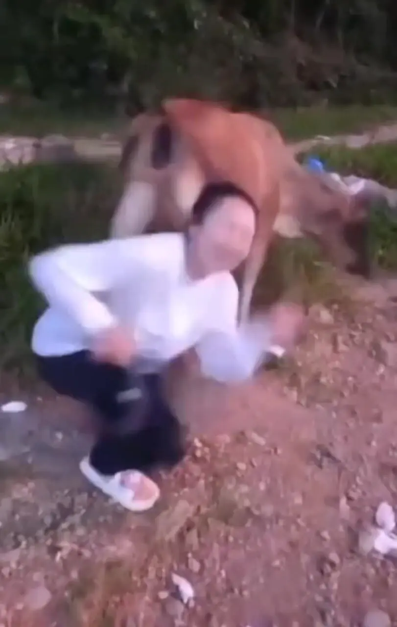 فیلم لگد ناگهانی گاو به دختر جوان