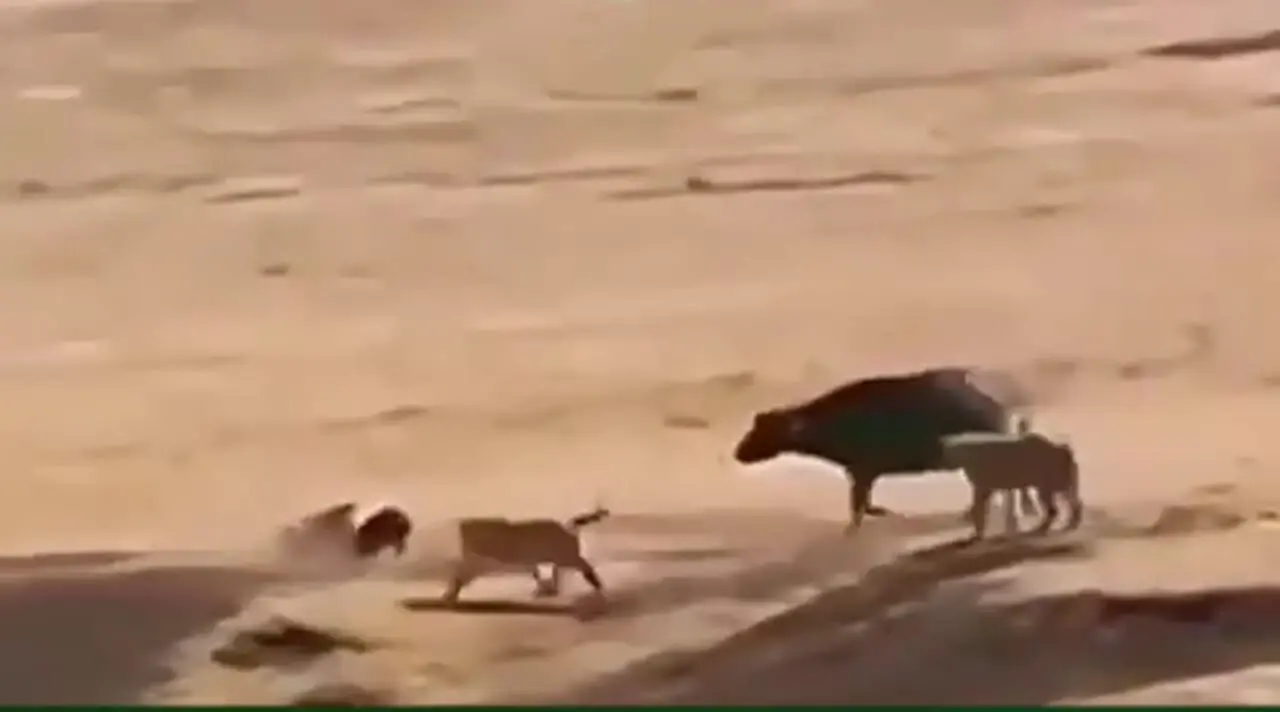  فیلم نبرد نفس‌گیر شیرها با گله گاومیش‌ها