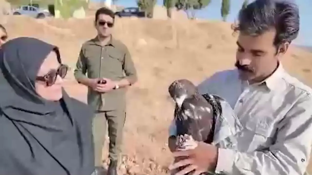 پرواز بی‌ نظیر عقاب طلایی: حیرت‌ انگیزترین تصاویر طبیعت فارس