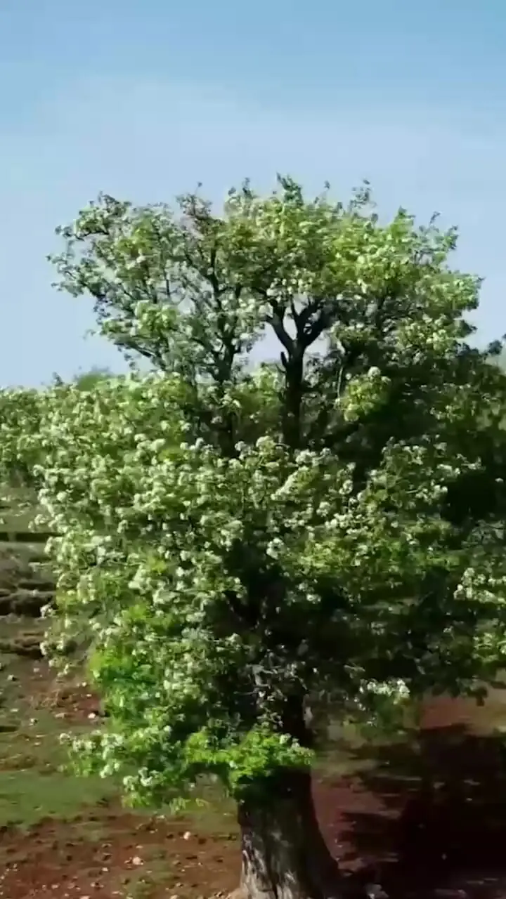 خرم‌آباد، نگین سبز لرستان