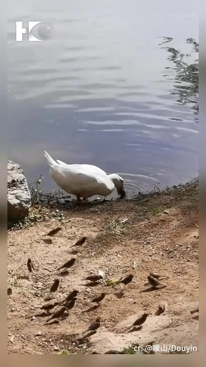 فیلم شکار گنجشک توسط اردک