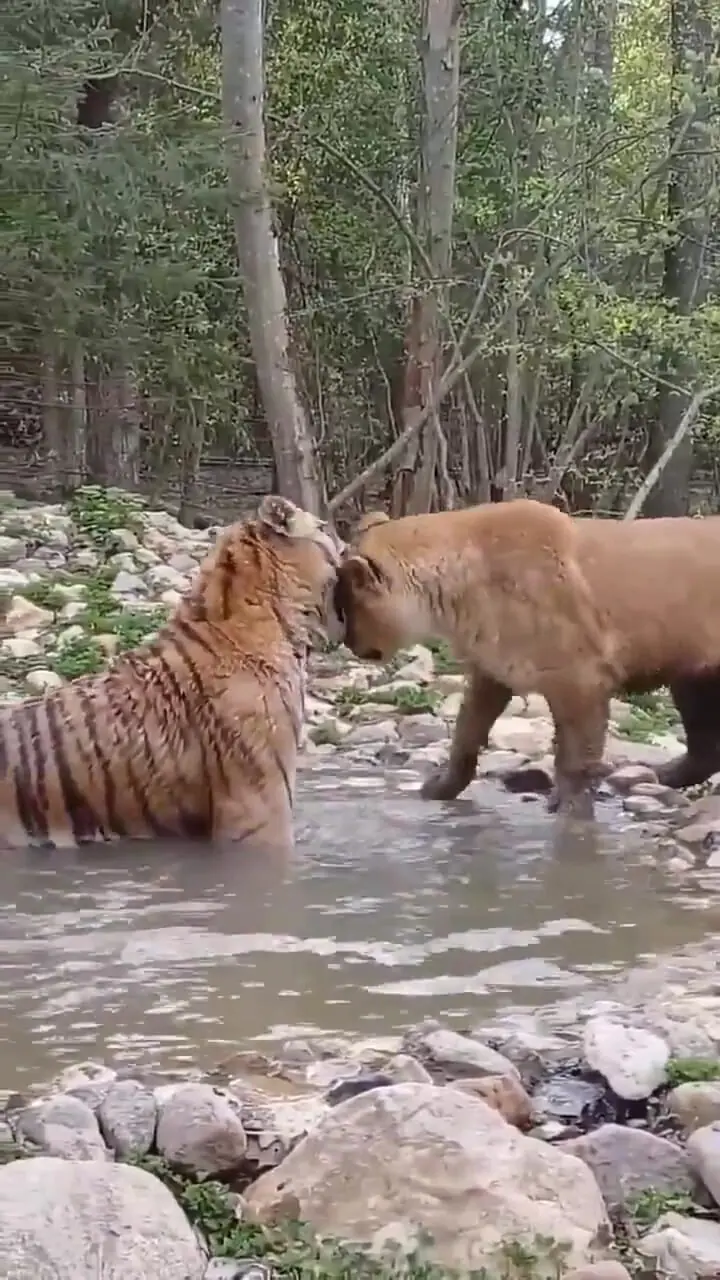 فیلم رابطه جالب شیر و ببر