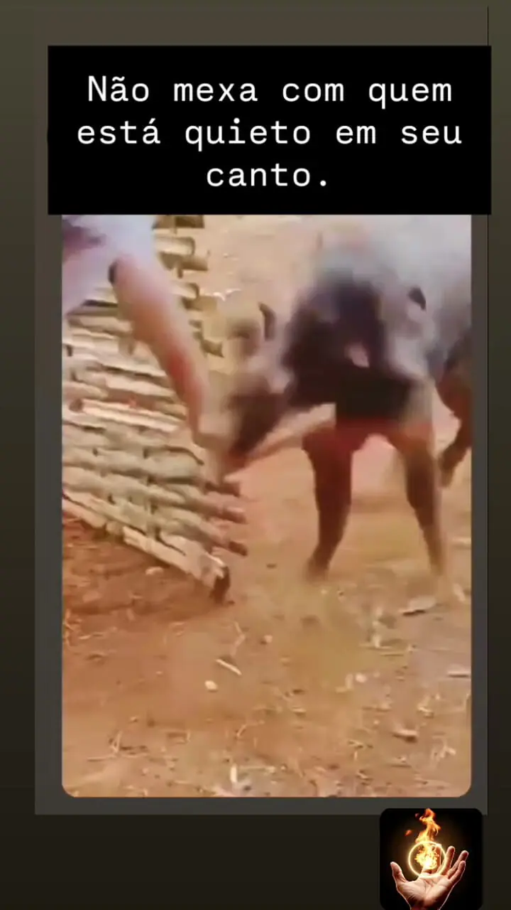 فیلم لحظه هولناک حمله گراز به مرد