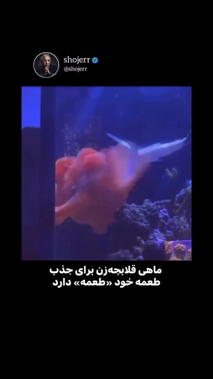 فیلم شکار طعمه در اعماق دریا توسط قلابچه‌ماهی