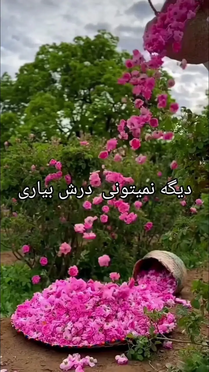 فال ابجد 23 مرداد