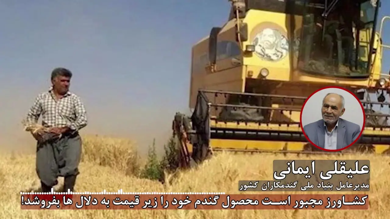 گندم کشاورزان به جای دولت نصیب دلالان می شود/ گرانی بذر عامل کاهش تحویل گندم و واردات می شود