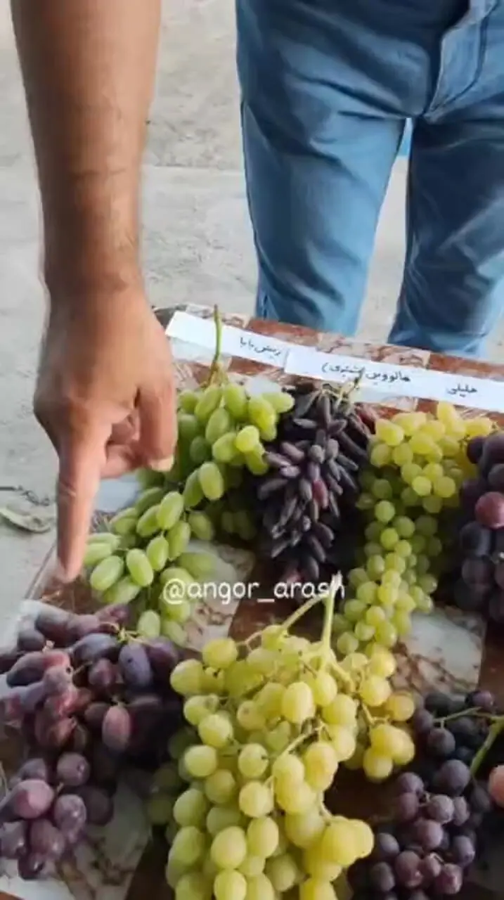 فیلم معرفی چند نوع انگور محبوب دنیا