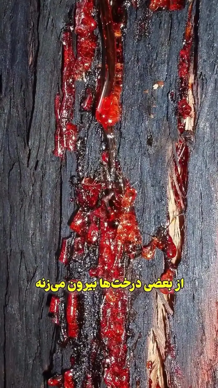 راز درخت خونبار زرآباد؛ سوگواری عاشورایی در سکوت طبیعت + عکس و فیلم