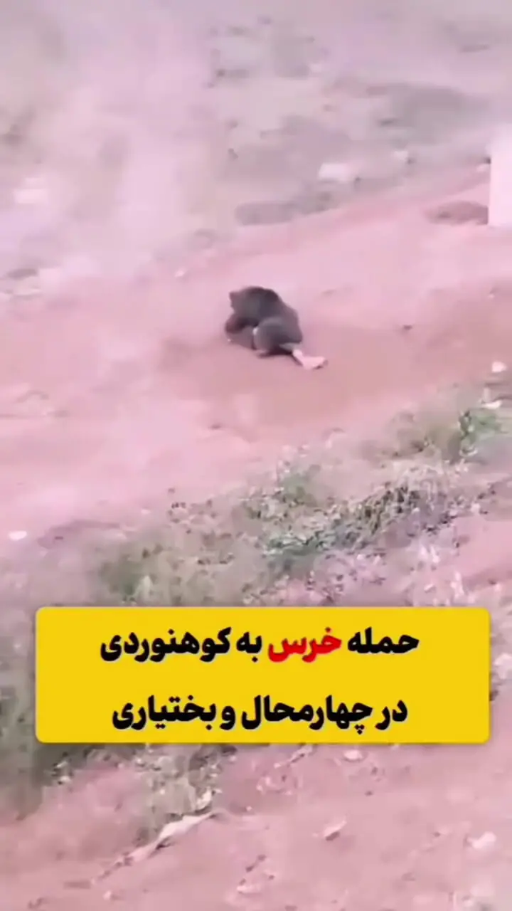 حمله خرس وحشی به کوهنورد چهارمحالی و التماس های دوست او / جون مادرت ولش کن