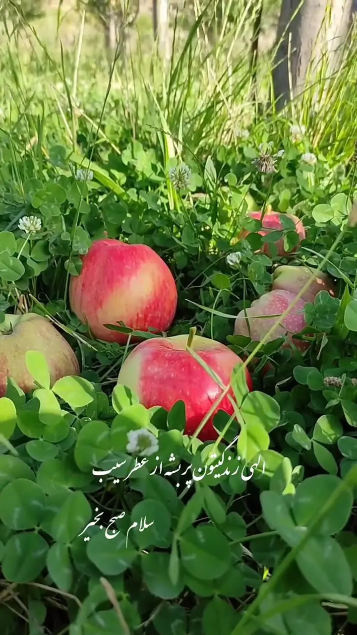 نیت کن و فال حافظ 8 شهریور را بخوان