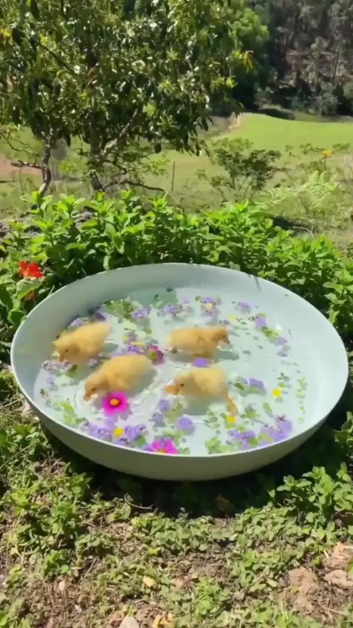 آب‌ بازی شاد جوجه‌اردک‌ها