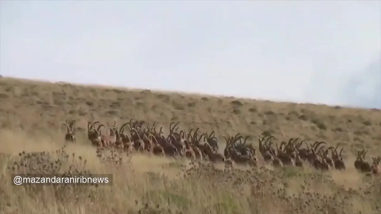 گله کل و بز وحشی در البرز مرکزی شمالی واقعی از ماجراجویی
