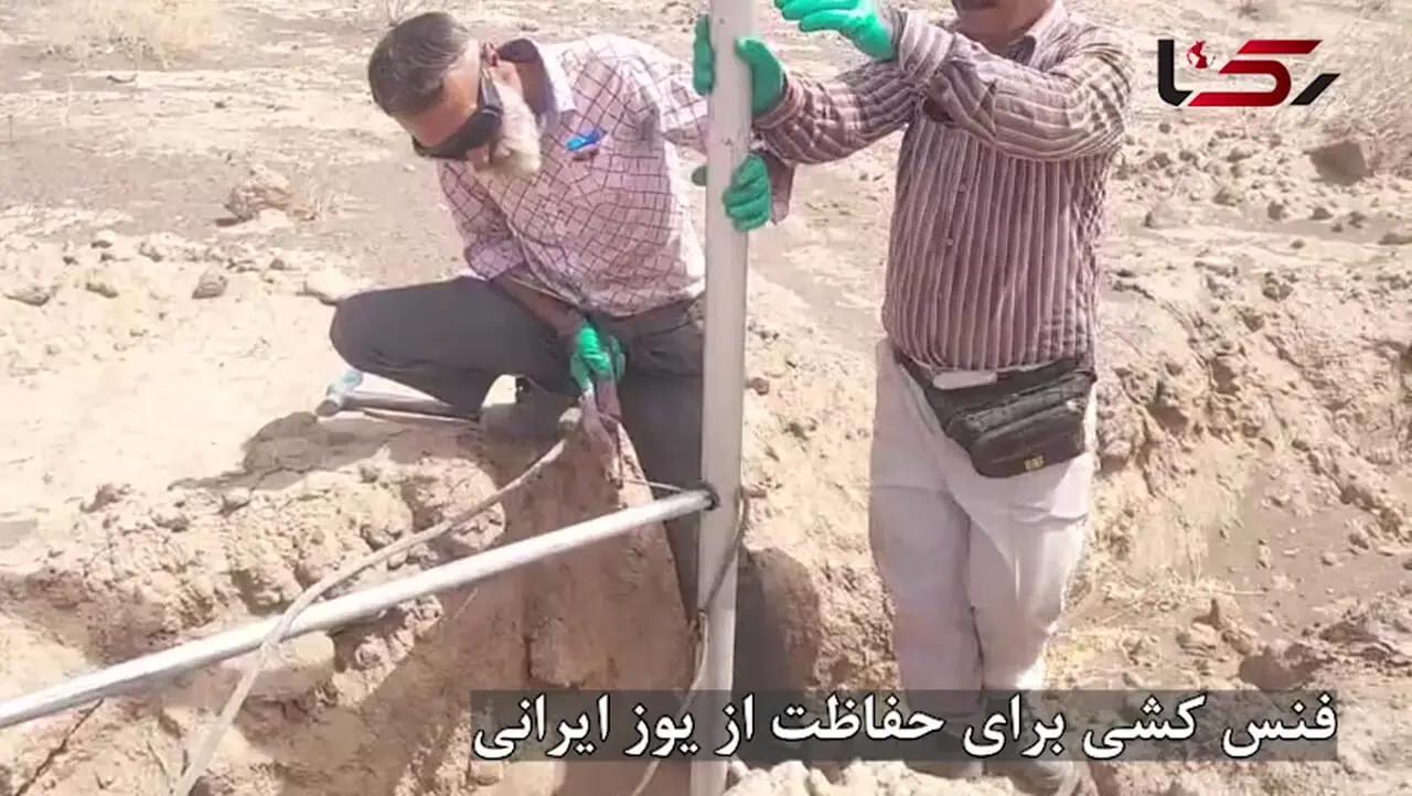 فنس‌کشی با سرعت حلزون؛ عباس‌آباد – میامی هنوز قتلگاه یوزهاست/ فقط 5 سال فرصت برای نجات یوز ایرانی وجود دارد