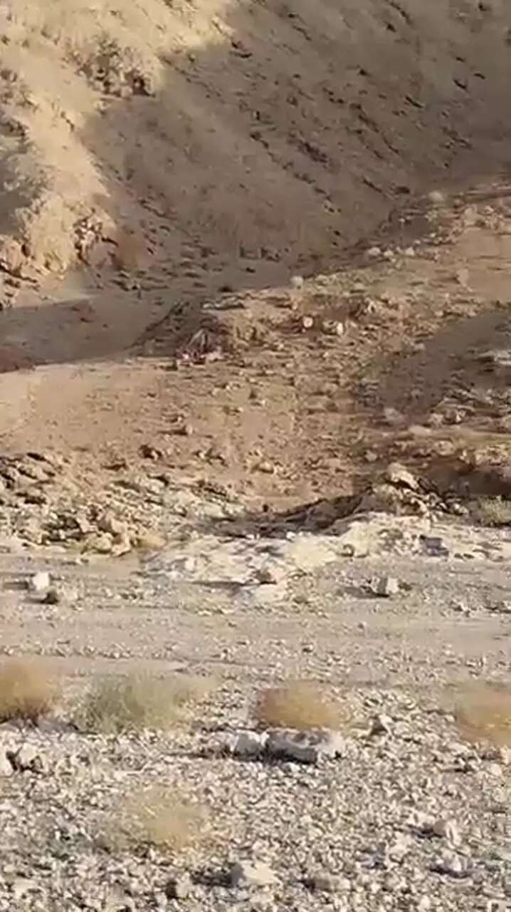 خبر خوش از یوز ایرانی/ بهنود: دو یوز آسیایی پس از سال‌ها در زیستگاه جنوبی رؤیت شدند/ نشانه‌ای از یک جمعیت مستقل و عکس