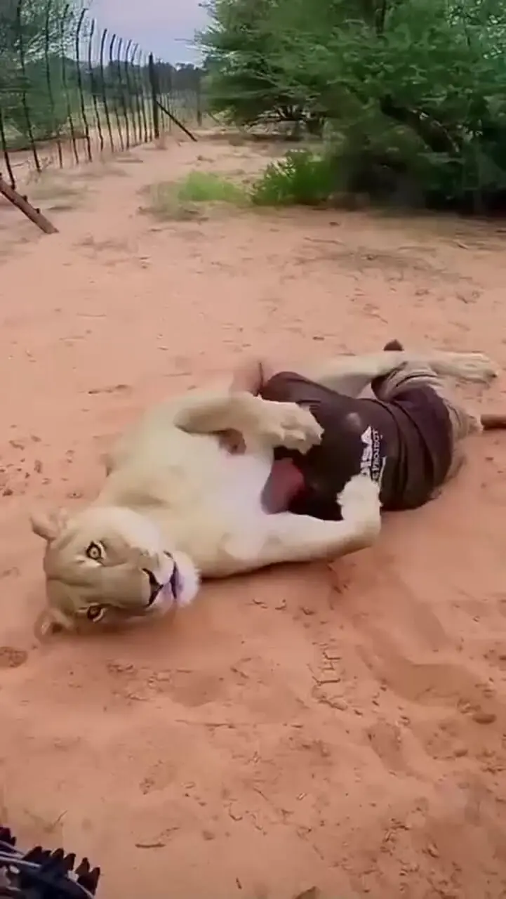 فیلم دوستی زیبا مرد با شیر ماده