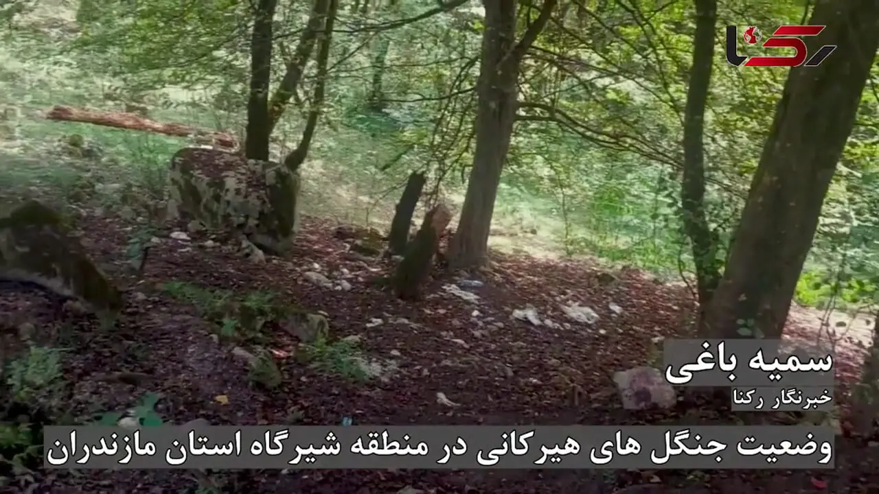 قتل‌عام سبز در هیرکانی؛ مردم رها می‌کنند، مسئولان نگاه می‌کنند و هیچ! + فیلم